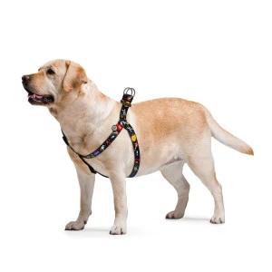Собака у шлеї WAUDOG Nylon NASA
